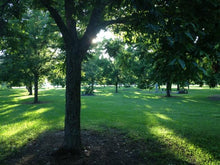 Load image into Gallery viewer, Gift Box #9 16oz Pecan Meal, 250MLPecan Oil, 16oz Local Honey
