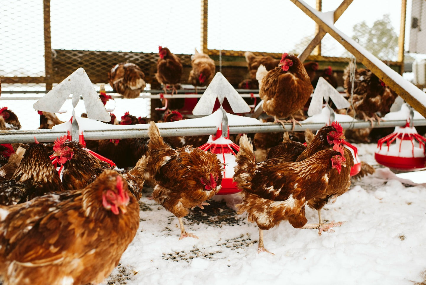 Farm Fresh Eggs (Sold Local Only!)