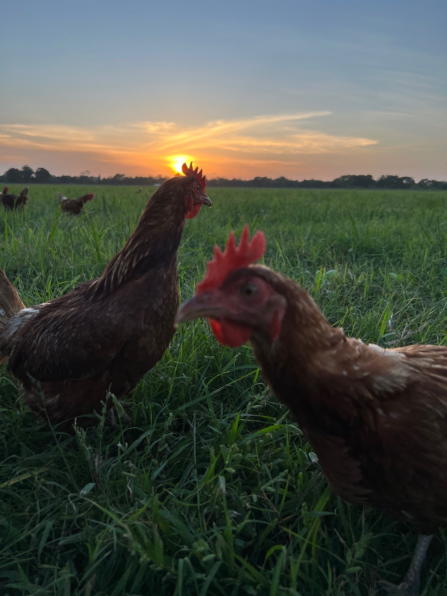 Farm Fresh Eggs (Sold Local Only!)