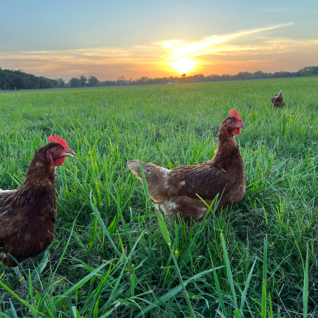 Farm Fresh Eggs (Sold Local Only!)
