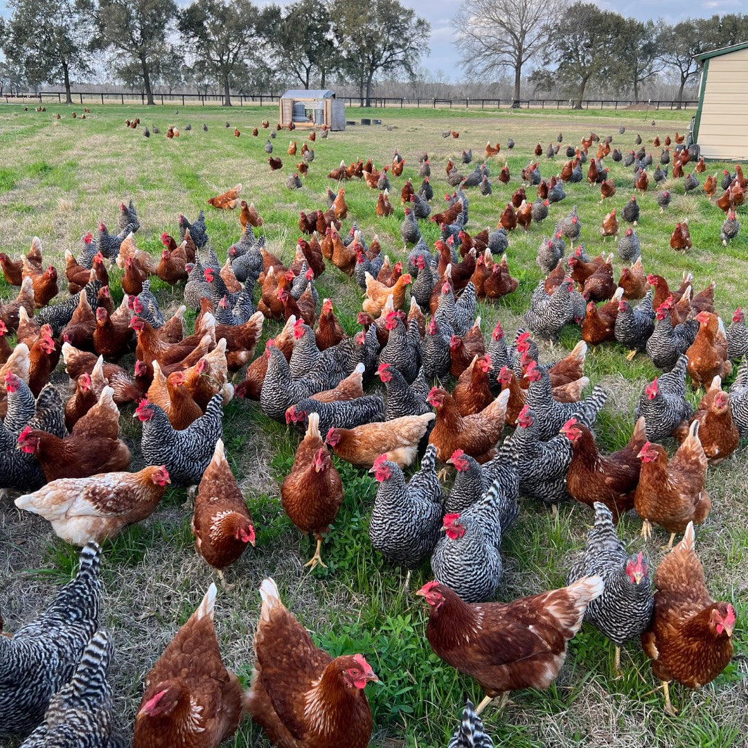 Farm Fresh Eggs (Sold Local Only!)