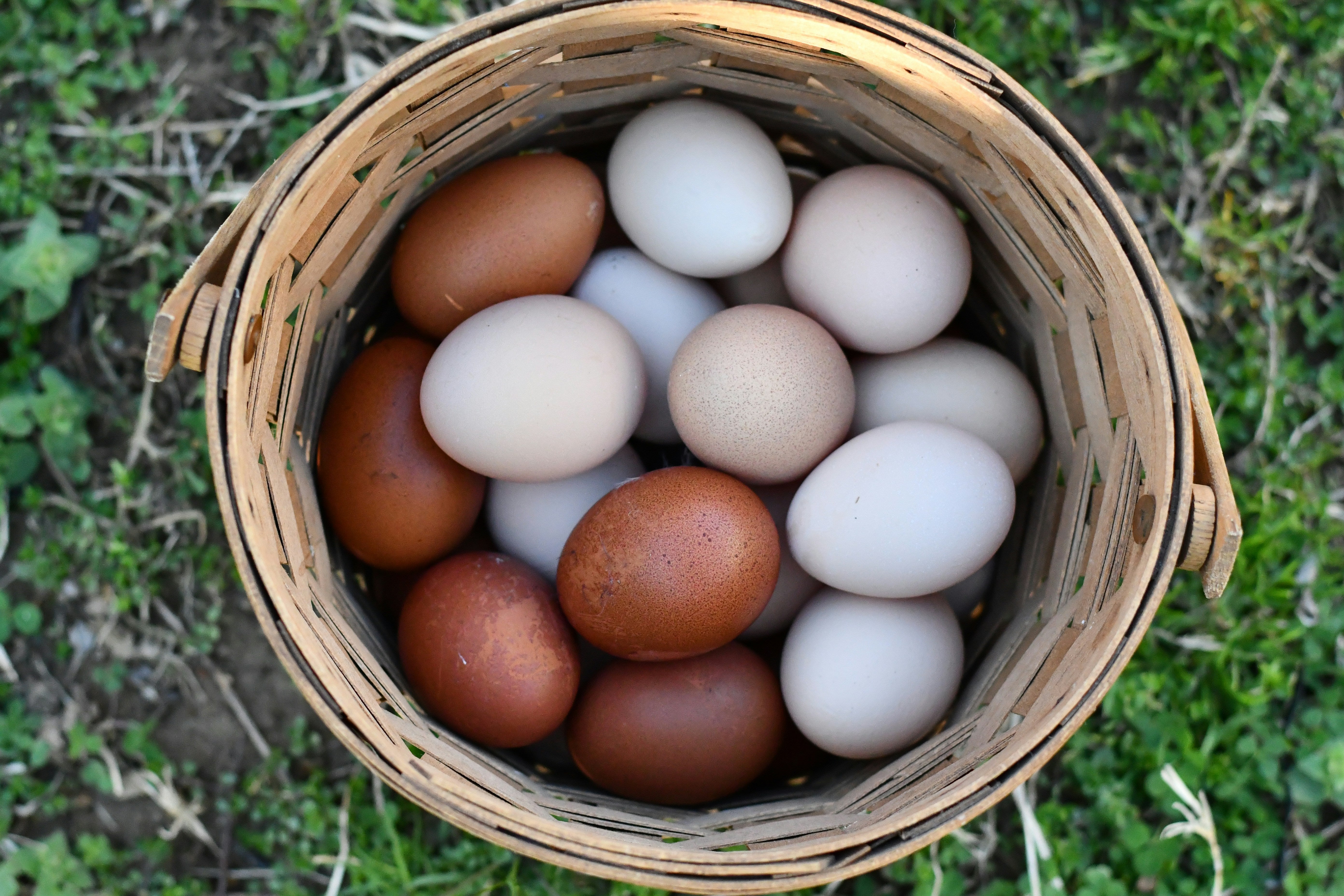 Farm Fresh Eggs (Sold Local Only!) – Guidry Organic Farms